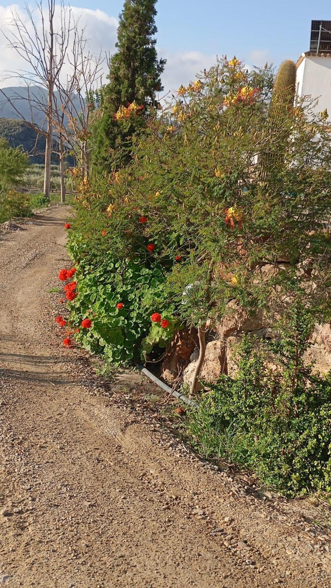 Cortijo Rural Molino El Tarahal Con Piscina Y Zonas Compartidas Ngoại thất bức ảnh